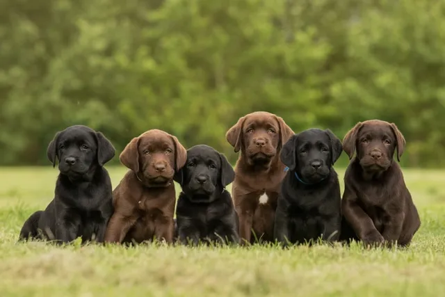 Labrador Retriever Puppies for Sale in New Jersey: 2026 Breeders List