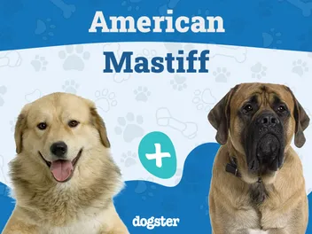 American Mastiff Dog Breed: Info, Pictures, Personality & Care