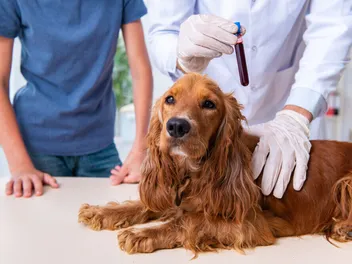 How Are Pet Emergencies Handled on Holidays? Vet-Reviewed Facts & Prevention Tips