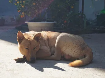 What Is a Lai Dog? History & FAQ