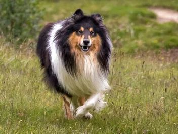 Scotch Collie Dog Breed Guide: Info, Pictures, Care & More