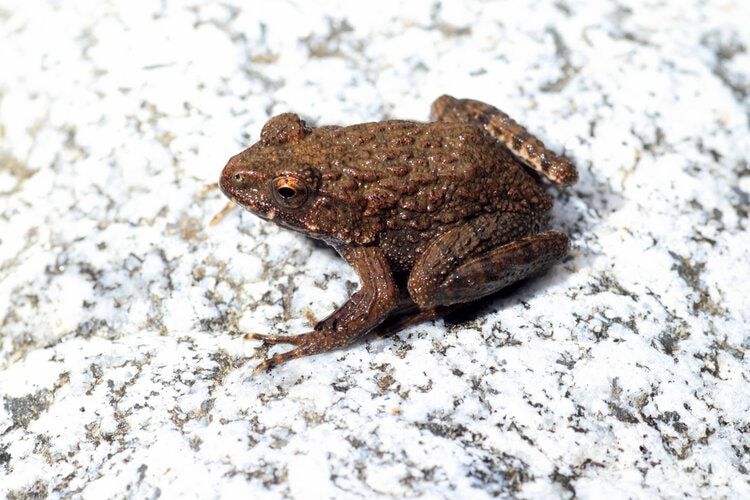 wrinkled frog