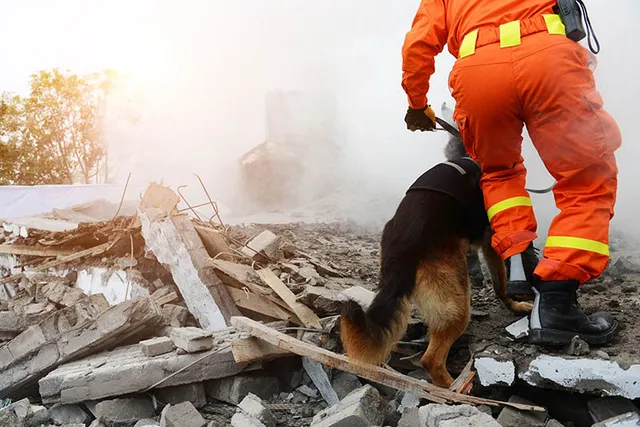 Remembering Heroic 9/11 Dogs: 6 Incredible Stories