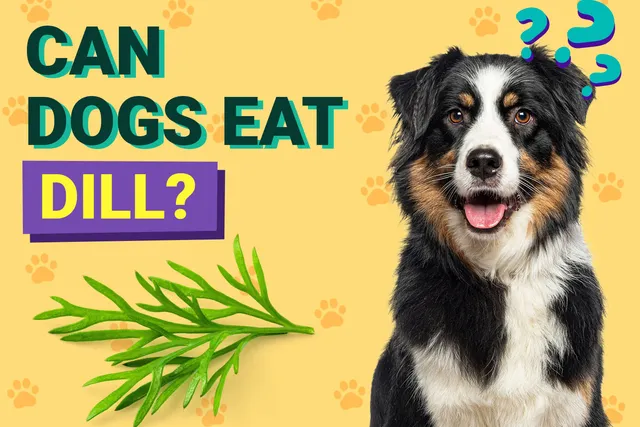 Can Dogs Eat Dill? Vet-Verified Nutrition Facts & Preparation Ideas