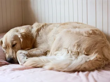 Why Do Old Dogs Smell? 11 Vet-Verified Causes