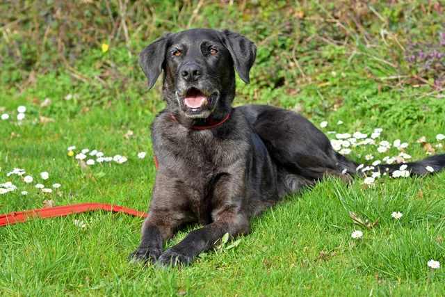 Labradane Dog Breed: Info, Pictures, Care & More