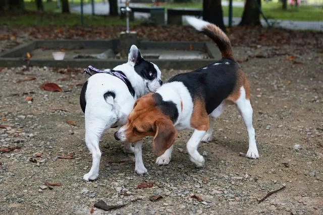 Why Do Dogs Smell Each Other's Butts? Vet Reviewed Behavior Guide