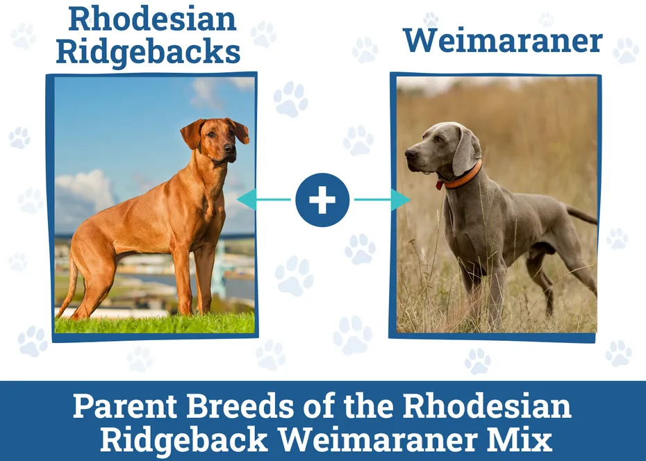 Parent Breeds of the Rhodesian Ridgeback Weimaraner Mix