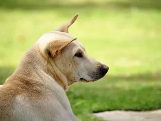 4 Vietnamese Dog Breeds: Info, Pictures & History