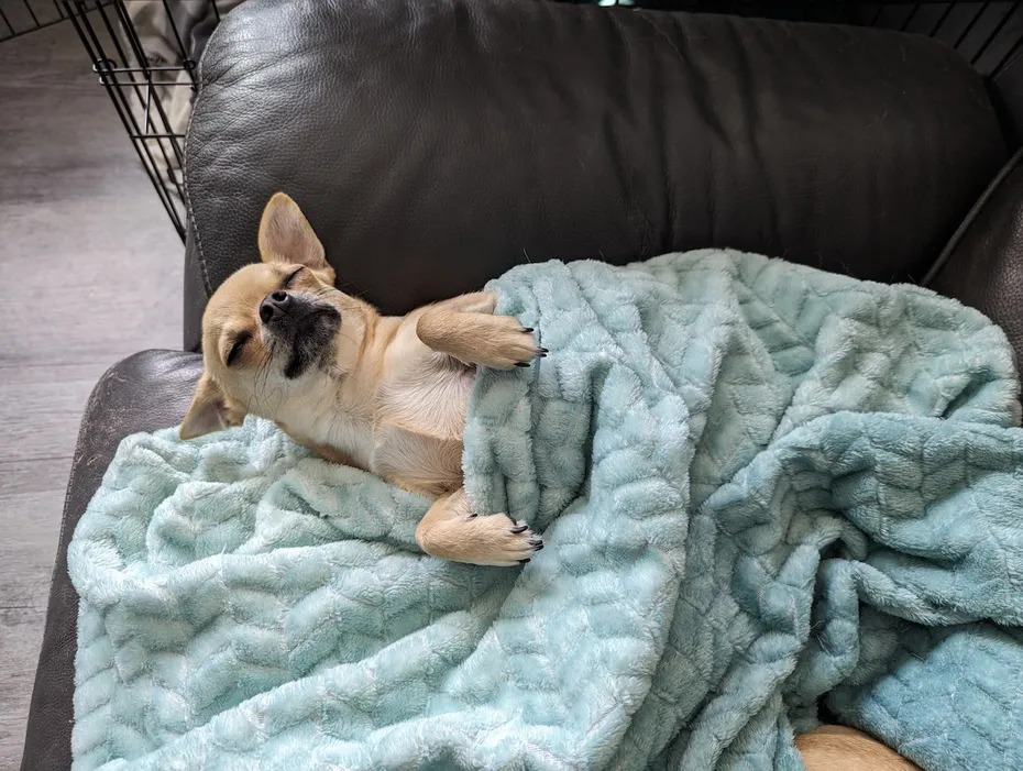 He always looks so comfortable!