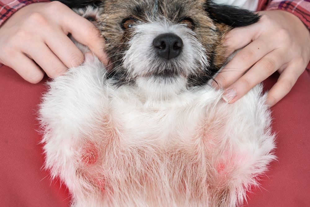dog with skin reaction on belly