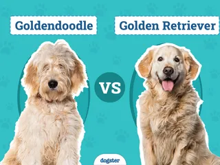 Goldendoodle vs Golden Retriever: The Differences (With Pictures)