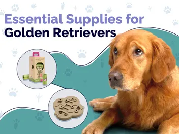 19 Essential Golden Retriever Supplies to Get You Started: 2026 Vet-Reviewed Guide