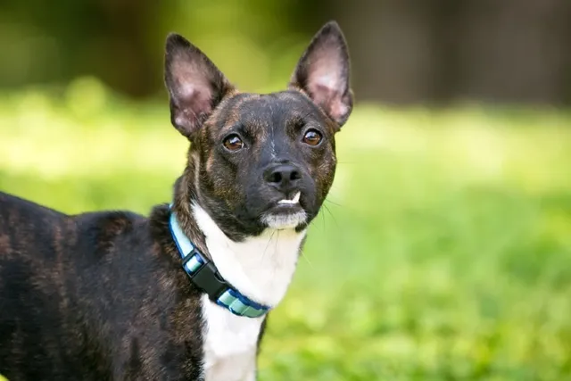 20 Boston Terrier Mixes (With Pictures)