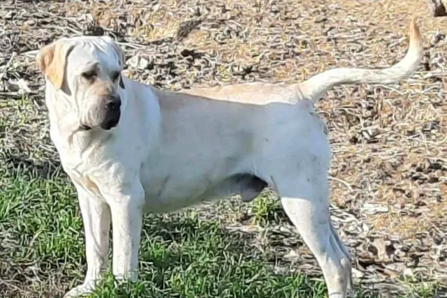 White Cane Corso (Straw Cane Corso): Info, Pictures, History & More