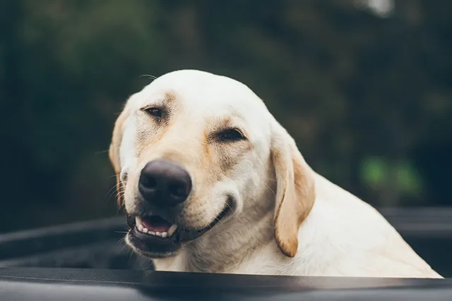 84 Hilarious Dog Jokes for Kids: Wholesome Fun for the Entire Family