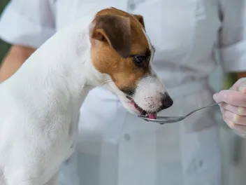 What to Feed a Sick Dog: 8 Vet Suggested Foods for a Poorly Pup