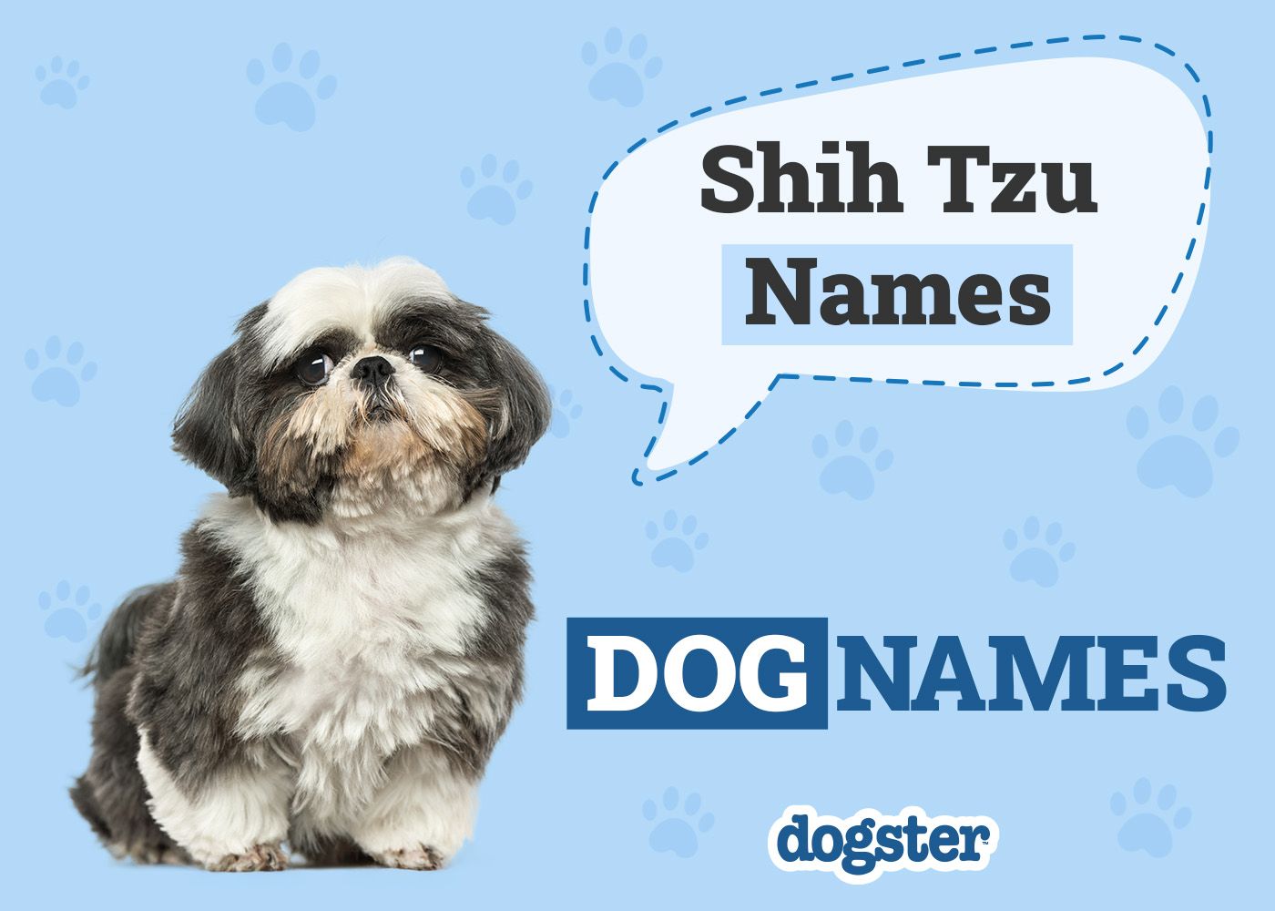 275 Popular & Unique Shih Tzu Names