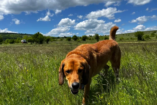 Troublemaker Dogs: Lava's Recent Adventure