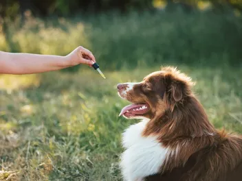 How Long Does CBD Oil Stay in a Dog’s System? Vet-Reviewed Benefits, Risks & More