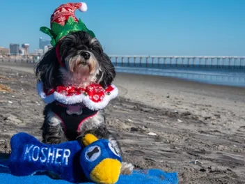 9 Best Hanukkah Dog Toys in 2026 – Reviews & Top Picks