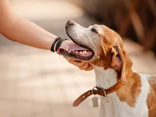 Why Does My Dog Feel Hot to the Touch? Our Vet Discusses 5 Possible Reasons