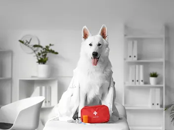 What to Put in a Dog First Aid Kit: 20 Vet-Approved Essential Items