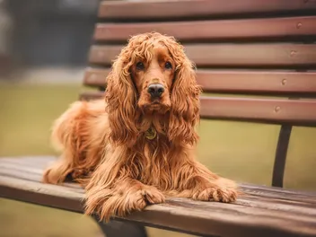 Cocker Spaniel Cost: 2026 Price Guide