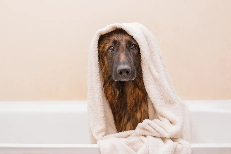 A nice German shepherd dog takes a bath with soap