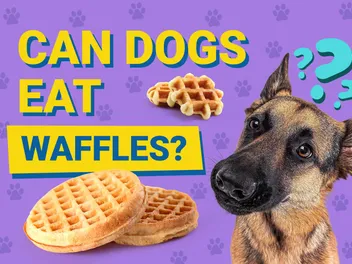 Can Dogs Eat Waffles? Vet-Verified Nutrition Facts & Risks