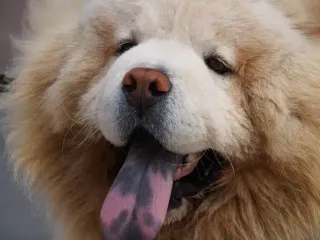15 Dog Breeds With Spotted Tongues: Info, Pictures & History