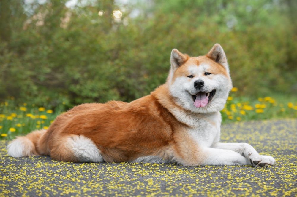 Akita Inu dog lying on the ground