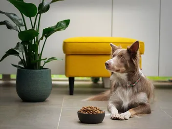 10 Best Senior Dog Foods for Weight Loss in 2026 - Reviews & Top Picks