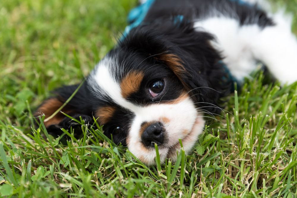 cavalier king charles spaniel bernese mountain dog mix