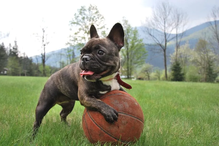 Brindle french bulldog