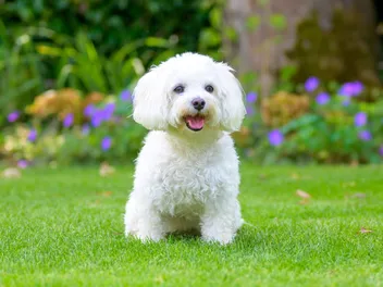 Havanese Dog Breed: Info, Pictures, Traits, Care & More