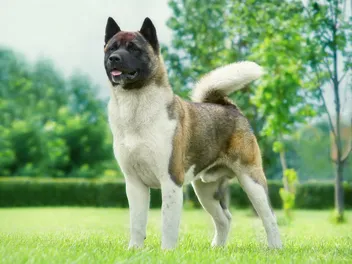 What Is BSL (Breed-Specific Legislation)? Vet-Approved Explanation