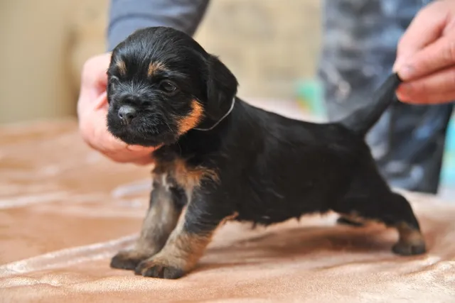 Swimmer’s Syndrome in Puppies: Vet-Verified Causes, Signs & Care