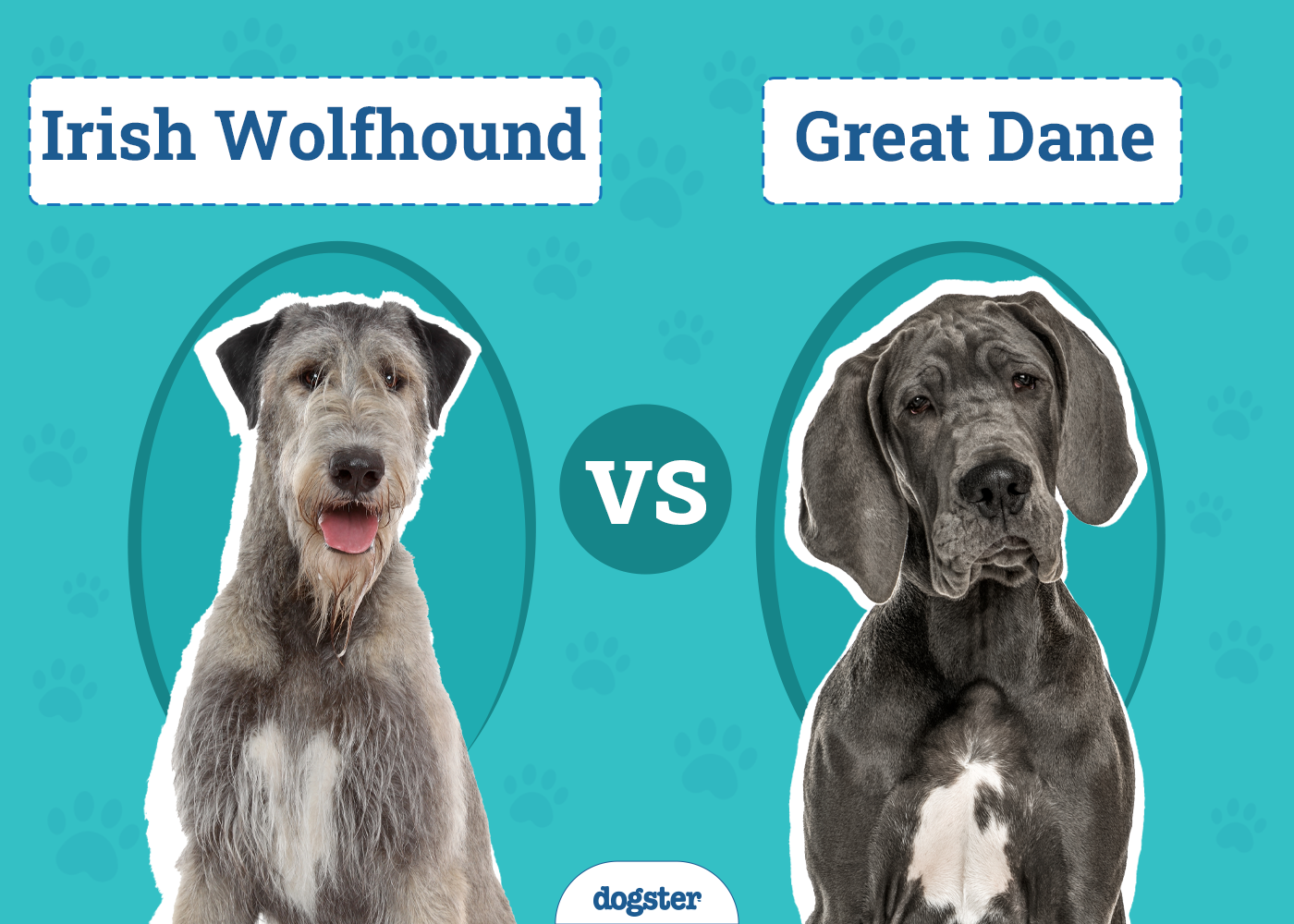 Irish Wolfhound vs Great Dane