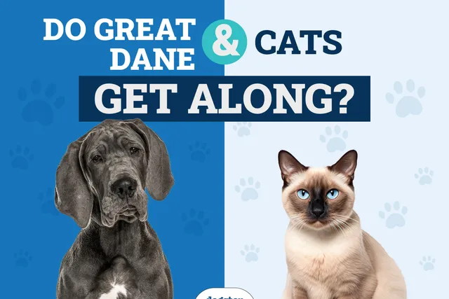 Do Great Danes Get Along With Cats? Species Compatibility & Introduction Tips