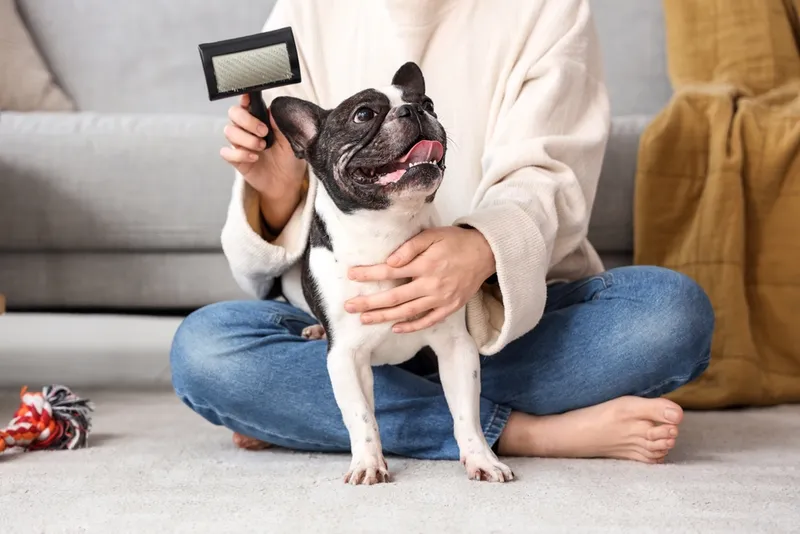 woman brushing her french bulldog at home