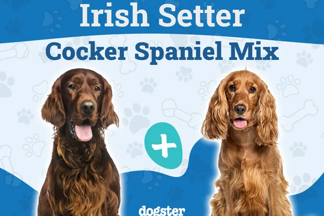 Irish Setter Cocker Spaniel Mix: Info, Pictures, Care Guide & More