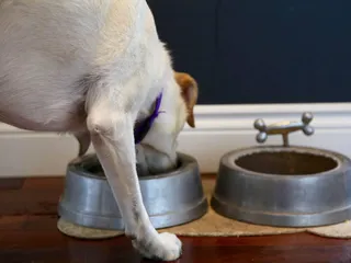 10 Common Sources of Fats for Dogs: Canine Nutrition & Health