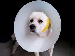 Can I Spay or Neuter My Dog at 2 Years Old? Vet-Approved Facts & FAQ
