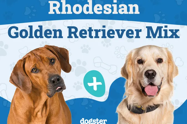 Rhodesian Ridgeback Golden Retriever Mix: Info, Pictures, Temperament & Traits