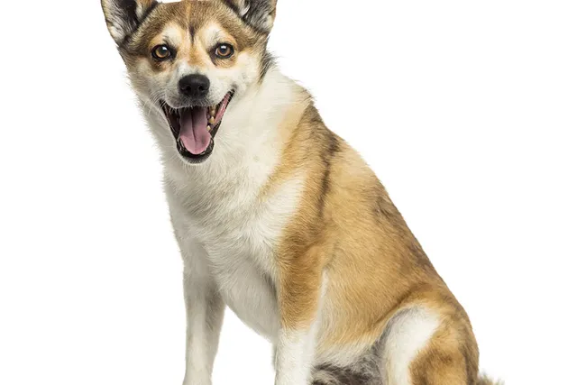 Norwegian Lundehund Dog Breed: Info, Pictures, Traits & Care