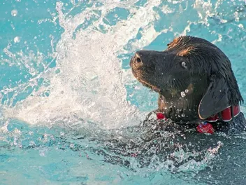 How to Get Your Dog to Like Swimming: 5 Vet-Approved Teaching Tips