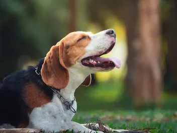 What Were Beagles Bred For? History of the Breed