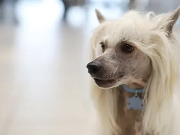 Crustie Dog Breed: Info, Pictures, Care Guide & More