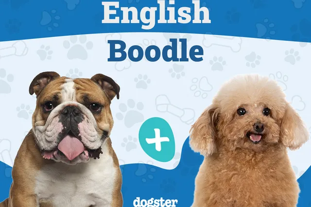 English Boodle (English Bulldog & Poodle Mix): Info, Pictures, Care & More